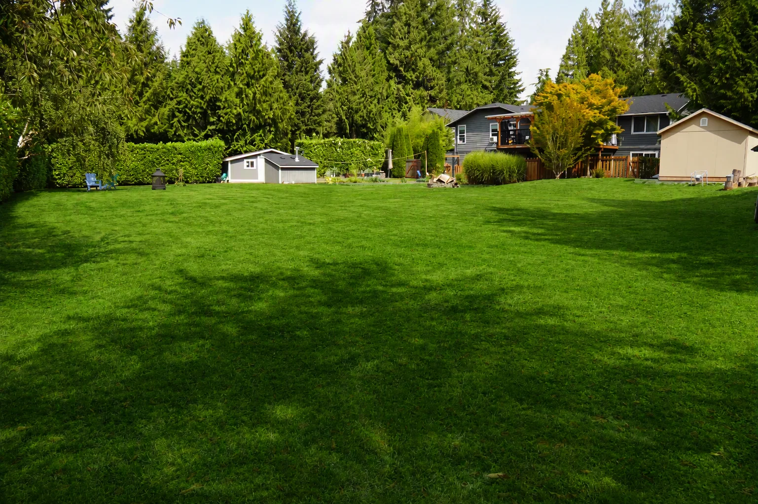The back lawn at Bear Care AFH II, bordered by evergreens