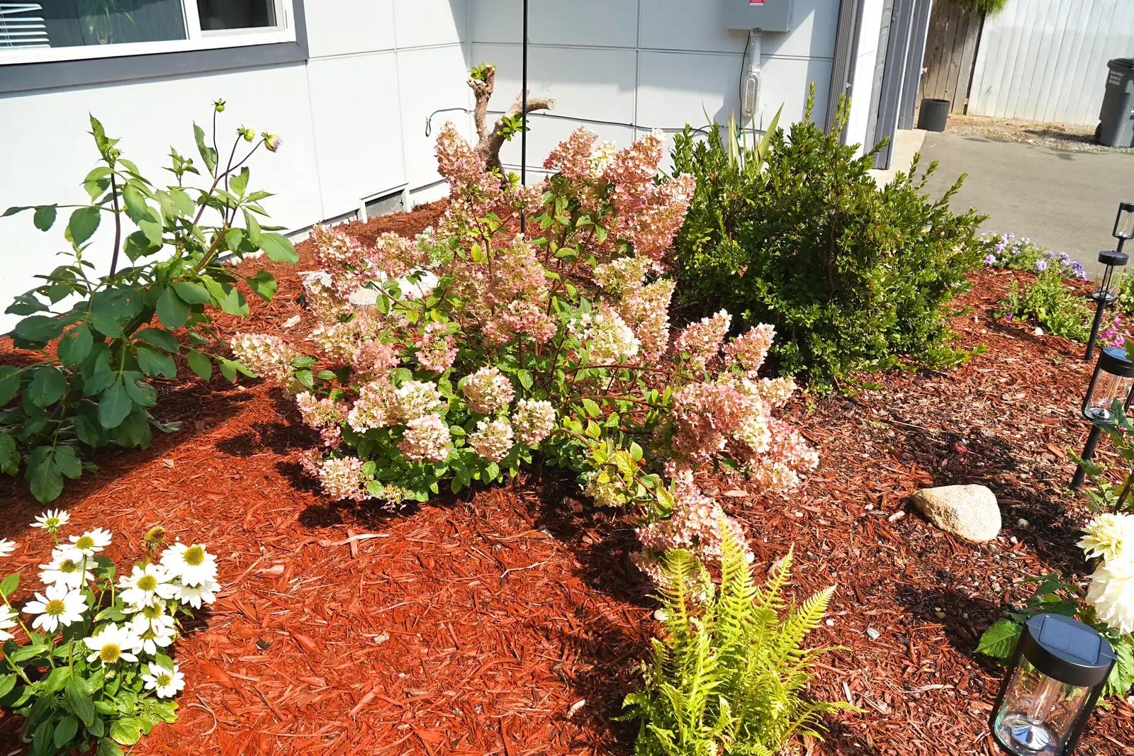 Flowering shrubs and ferns in a bark-mulched garden bed